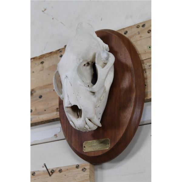 *TEXAS RESIDENTS ONLY* Nice LEOPARD Skull on a Wooden Plaque