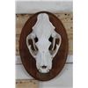 Image 2 : *TEXAS RESIDENTS ONLY* Nice LEOPARD Skull on a Wooden Plaque