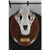 Image 7 : *TEXAS RESIDENTS ONLY* Nice LEOPARD Skull on a Wooden Plaque