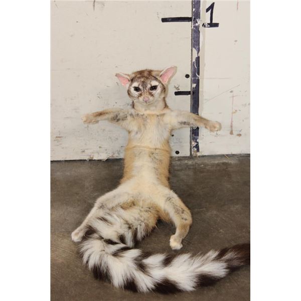 *Rarely Seen* Life-sized RINGTAIL Soft Mount