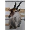 Image 1 : Big ELAND Shoulder Mount looking to the right