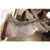 Image 10 : XXL MULE DEER Shoulder Mount with Reproduction 14-Point Antlers from Sheds found in Utah