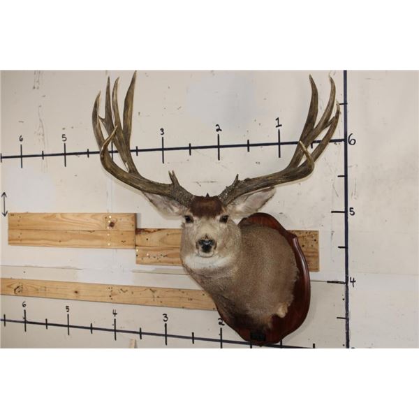 XXL MULE DEER Shoulder Mount with Reproduction 14-Point Antlers from Sheds found in Utah