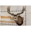 Image 1 : XXL MULE DEER Shoulder Mount with Reproduction 14-Point Antlers from Sheds found in Utah