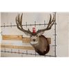 Image 2 : XXL MULE DEER Shoulder Mount with Reproduction 14-Point Antlers from Sheds found in Utah