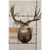 Image 3 : XXL MULE DEER Shoulder Mount with Reproduction 14-Point Antlers from Sheds found in Utah