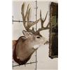 Image 4 : XXL MULE DEER Shoulder Mount with Reproduction 14-Point Antlers from Sheds found in Utah