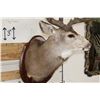 Image 5 : XXL MULE DEER Shoulder Mount with Reproduction 14-Point Antlers from Sheds found in Utah