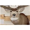 Image 6 : XXL MULE DEER Shoulder Mount with Reproduction 14-Point Antlers from Sheds found in Utah