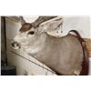 Image 7 : XXL MULE DEER Shoulder Mount with Reproduction 14-Point Antlers from Sheds found in Utah