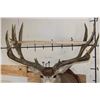 Image 9 : XXL MULE DEER Shoulder Mount with Reproduction 14-Point Antlers from Sheds found in Utah