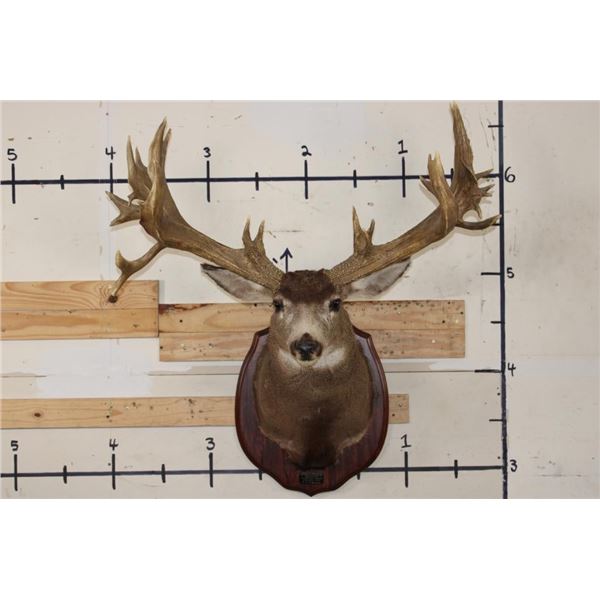 29-Point MULE DEER Shoulder Mount with Reproduction Antlers after the "Buck of Justice"