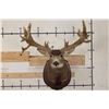 Image 1 : 29-Point MULE DEER Shoulder Mount with Reproduction Antlers after the "Buck of Justice"