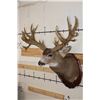 Image 3 : 29-Point MULE DEER Shoulder Mount with Reproduction Antlers after the "Buck of Justice"