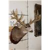 Image 4 : 29-Point MULE DEER Shoulder Mount with Reproduction Antlers after the "Buck of Justice"
