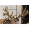 Image 5 : 29-Point MULE DEER Shoulder Mount with Reproduction Antlers after the "Buck of Justice"