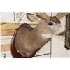 Image 6 : 29-Point MULE DEER Shoulder Mount with Reproduction Antlers after the "Buck of Justice"