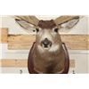 Image 7 : 29-Point MULE DEER Shoulder Mount with Reproduction Antlers after the "Buck of Justice"