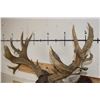 Image 8 : 29-Point MULE DEER Shoulder Mount with Reproduction Antlers after the "Buck of Justice"