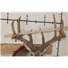 Image 10 : XL WHITETAIL Deer Shoulder Mount with Reproduction Antlers found in Iowa 1986