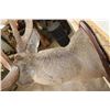 Image 11 : XL WHITETAIL Deer Shoulder Mount with Reproduction Antlers found in Iowa 1986