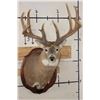 Image 1 : XL WHITETAIL Deer Shoulder Mount with Reproduction Antlers found in Iowa 1986