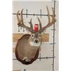Image 2 : XL WHITETAIL Deer Shoulder Mount with Reproduction Antlers found in Iowa 1986