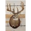 Image 3 : XL WHITETAIL Deer Shoulder Mount with Reproduction Antlers found in Iowa 1986
