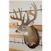 Image 4 : XL WHITETAIL Deer Shoulder Mount with Reproduction Antlers found in Iowa 1986