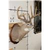 Image 5 : XL WHITETAIL Deer Shoulder Mount with Reproduction Antlers found in Iowa 1986