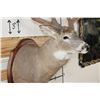 Image 6 : XL WHITETAIL Deer Shoulder Mount with Reproduction Antlers found in Iowa 1986