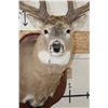 Image 7 : XL WHITETAIL Deer Shoulder Mount with Reproduction Antlers found in Iowa 1986