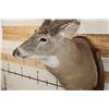Image 8 : XL WHITETAIL Deer Shoulder Mount with Reproduction Antlers found in Iowa 1986