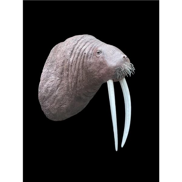 *New* and *Rarely Seen* Huge Reproduction WALRUS Shoulder Mount