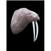 Image 3 : *New* and *Rarely Seen* Huge Reproduction WALRUS Shoulder Mount