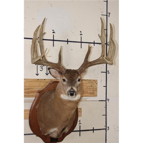 14-Point WHITETAIL DEER Shoulder Mount with Reproduction Antlers after "The Flemming Sheds"