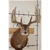Image 1 : 14-Point WHITETAIL DEER Shoulder Mount with Reproduction Antlers after "The Flemming Sheds"
