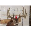 Image 2 : 14-Point WHITETAIL DEER Shoulder Mount with Reproduction Antlers after "The Flemming Sheds"