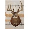 Image 3 : 14-Point WHITETAIL DEER Shoulder Mount with Reproduction Antlers after "The Flemming Sheds"