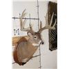 Image 5 : 14-Point WHITETAIL DEER Shoulder Mount with Reproduction Antlers after "The Flemming Sheds"