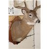 Image 6 : 14-Point WHITETAIL DEER Shoulder Mount with Reproduction Antlers after "The Flemming Sheds"