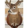 Image 7 : 14-Point WHITETAIL DEER Shoulder Mount with Reproduction Antlers after "The Flemming Sheds"