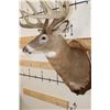 Image 8 : 14-Point WHITETAIL DEER Shoulder Mount with Reproduction Antlers after "The Flemming Sheds"