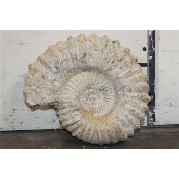 XL 16 lb AMMONITE Fossil Specimen