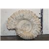 Image 1 : XL 16 lb AMMONITE Fossil Specimen