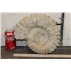 Image 2 : XL 16 lb AMMONITE Fossil Specimen