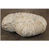 Image 3 : XL 16 lb AMMONITE Fossil Specimen