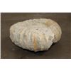 Image 4 : XL 16 lb AMMONITE Fossil Specimen