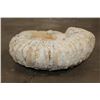 Image 5 : XL 16 lb AMMONITE Fossil Specimen