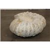 Image 6 : XL 16 lb AMMONITE Fossil Specimen